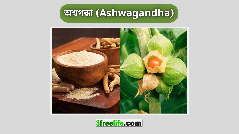 অশ্বগন্ধা (Ashwagandha)
