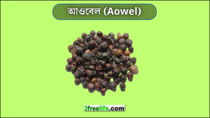 আওবেল (Aowel)