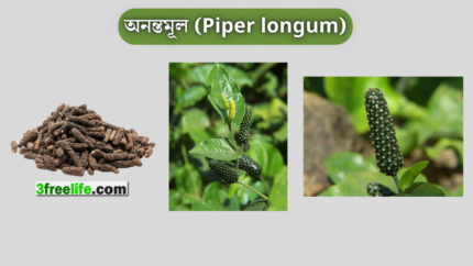 অনন্তমূল (Piper longum)