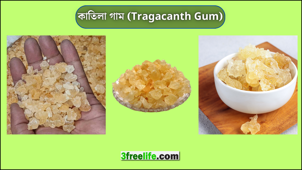 কাতিলা গাম (Tragacanth Gum)