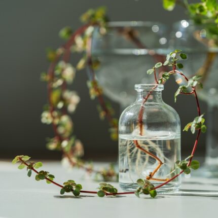 Berberis Aquifolium